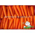 Fresh Red carrot With Various Size S M L 2L Carrot